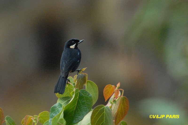 Diglossa mystacalis