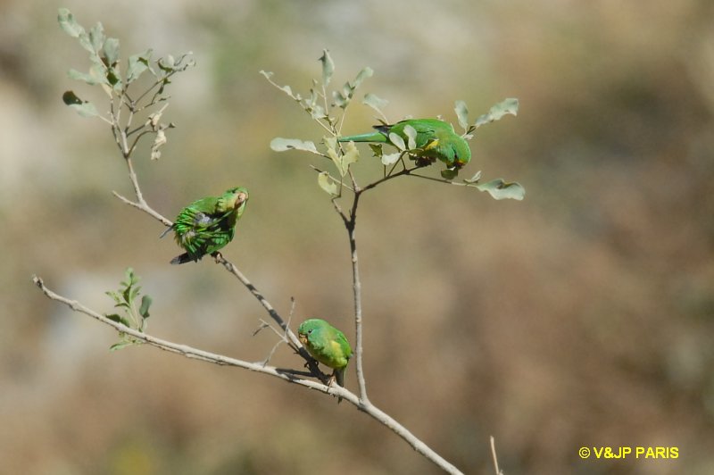 Psilopsiagon aurifrons