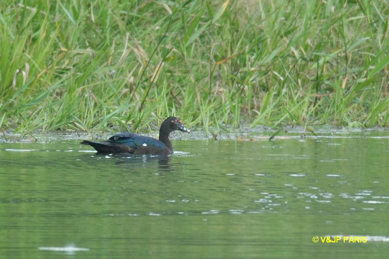 Cairina moschata