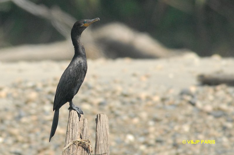 Phalacrocorax brasilianus