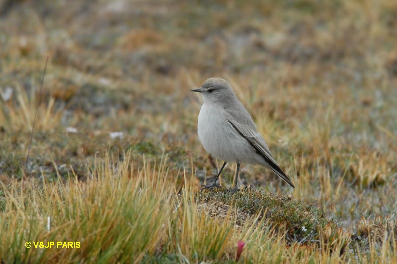 Muscisaxicola flavinucha