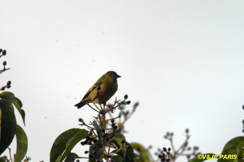 Olivaceous Siskin