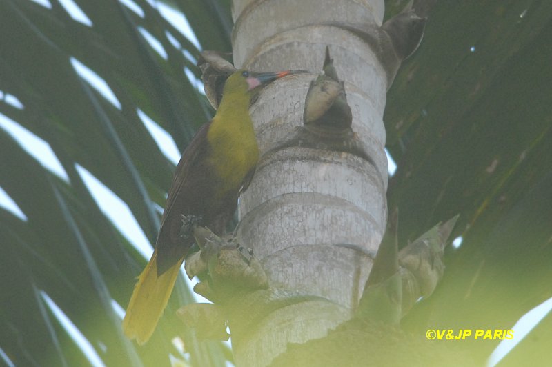 Psarocolius bifasciatus