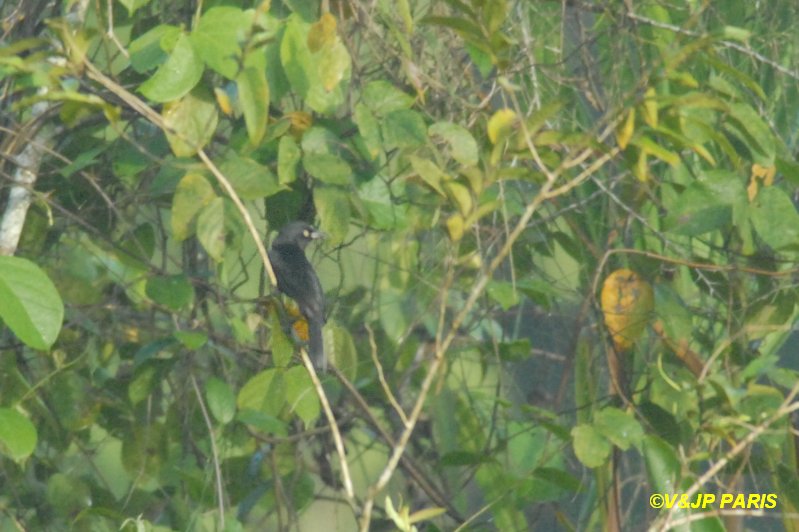 Agelasticus xanthophthalmus