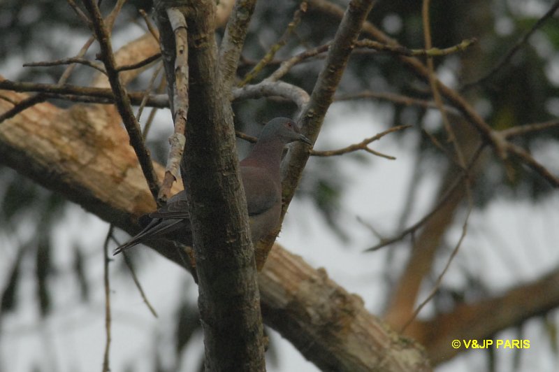 Patagioenas cayennensis