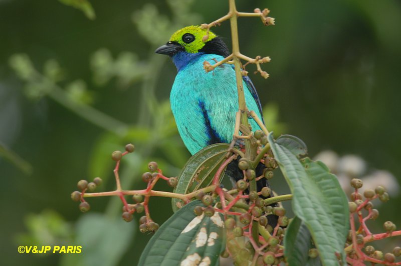Tangara chilensis