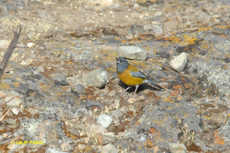 Phrygilus punensis