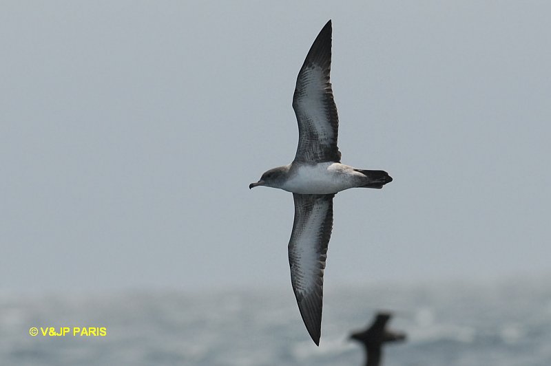 Puffinus creatopus