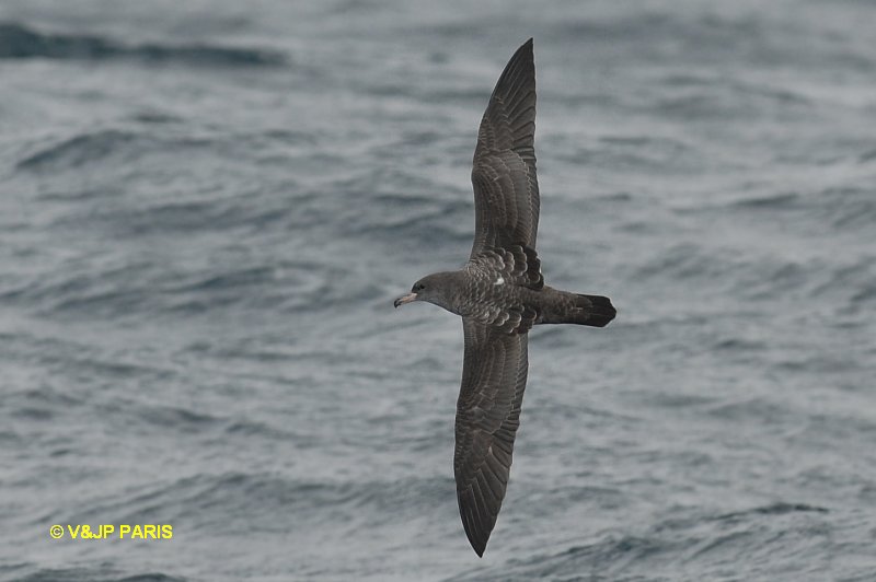 Puffinus creatopus