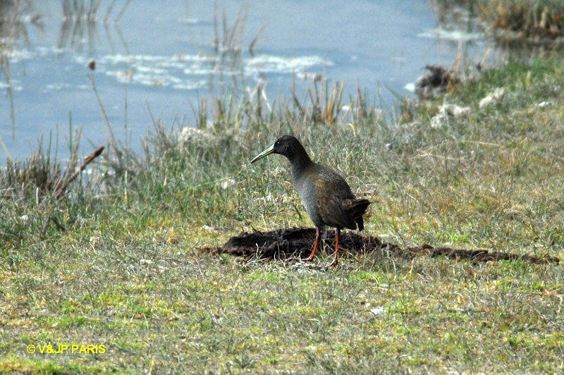 Pardirallus sanguinolentus