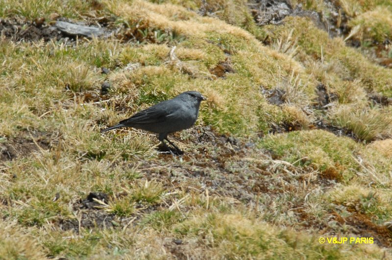 Phrygilus unicolor