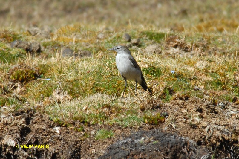 Muscisaxicola juninensis