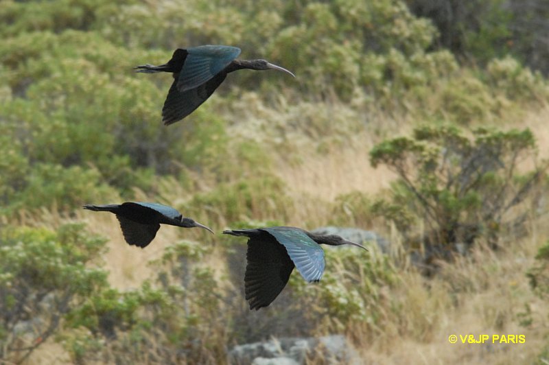 Plegadis ridgwayi