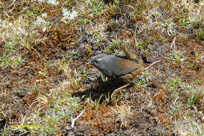 Scytalopus simonsi