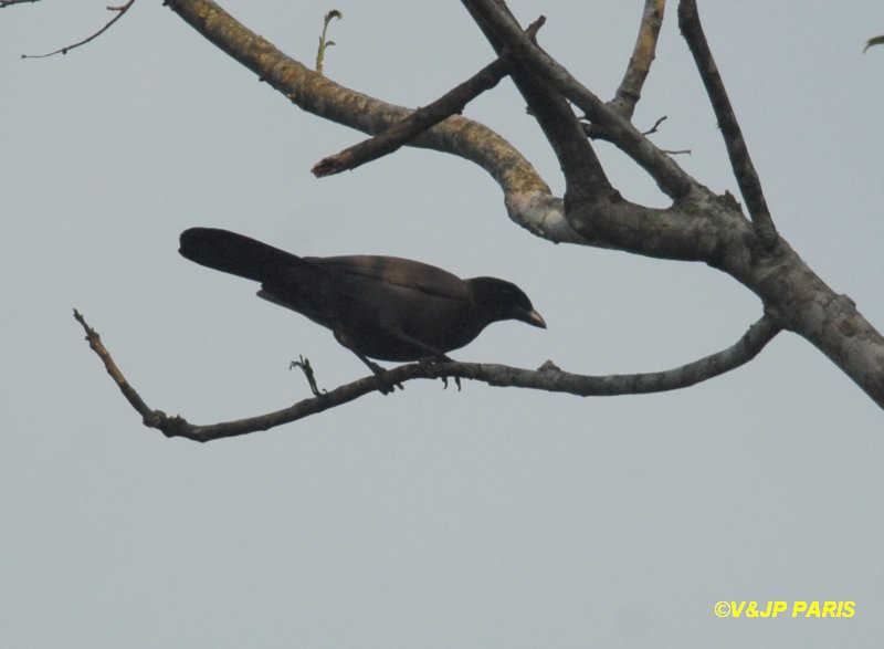 Cyanocorax cyanomelas
