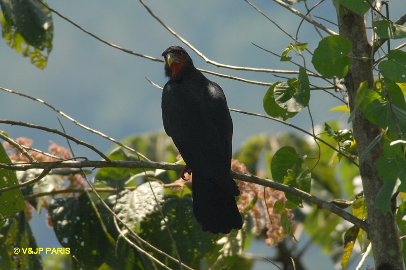 Ibycter americanus