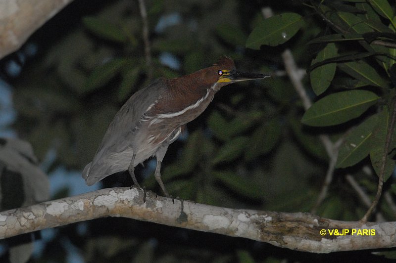 Tigrisoma lineatum
