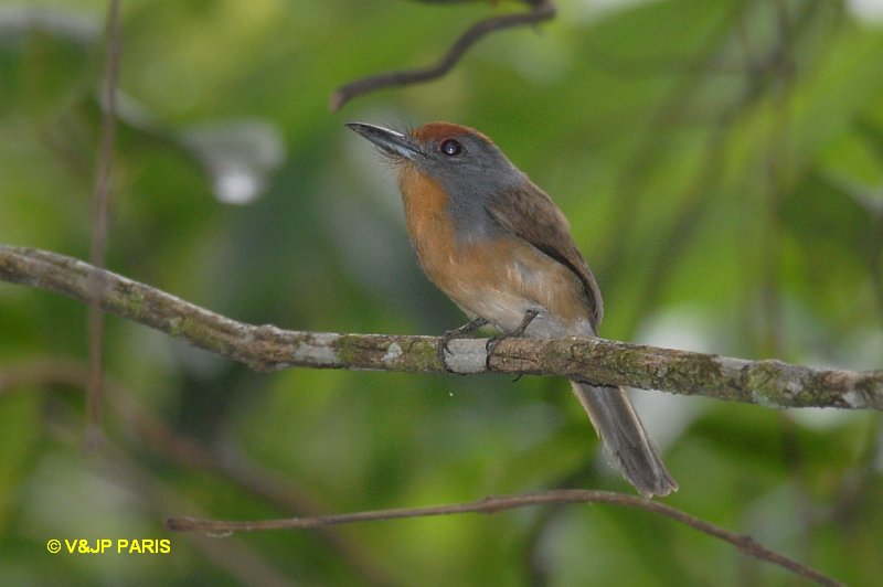 Nonnula ruficapilla