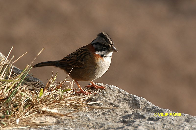 Zonotrichia capensis