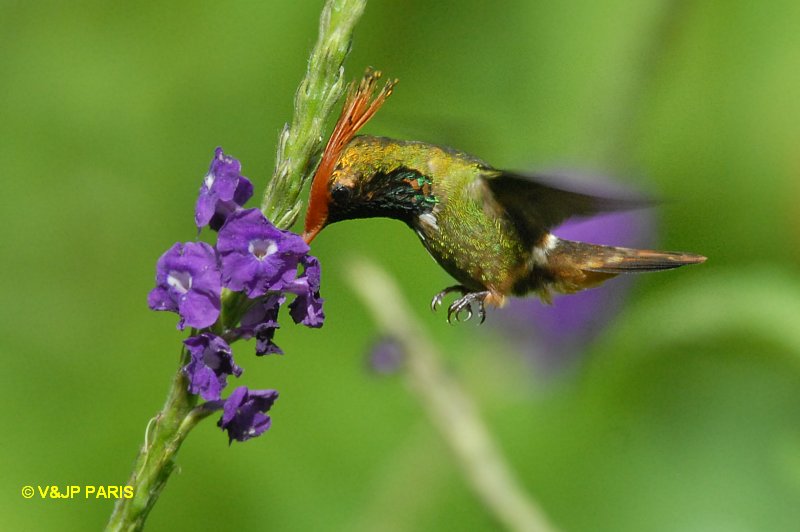 Lophornis delattrei