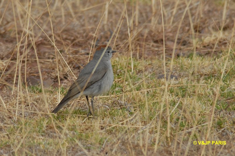 Muscisaxicola rufivertex