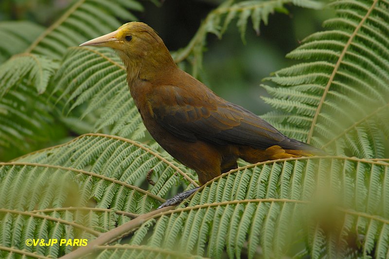 Psarocolius angustifrons