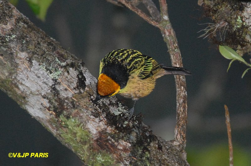 Tangara xanthocephala