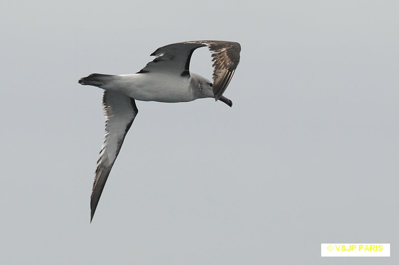 Salvin's Albatross