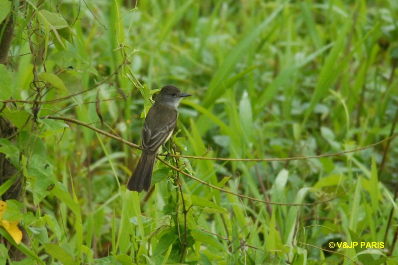 Myiarchus ferox