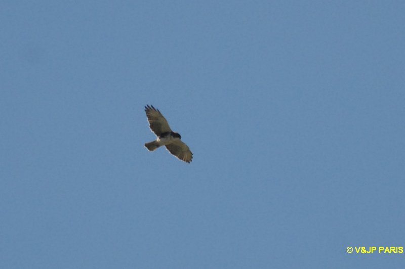 Buteo brachyurus