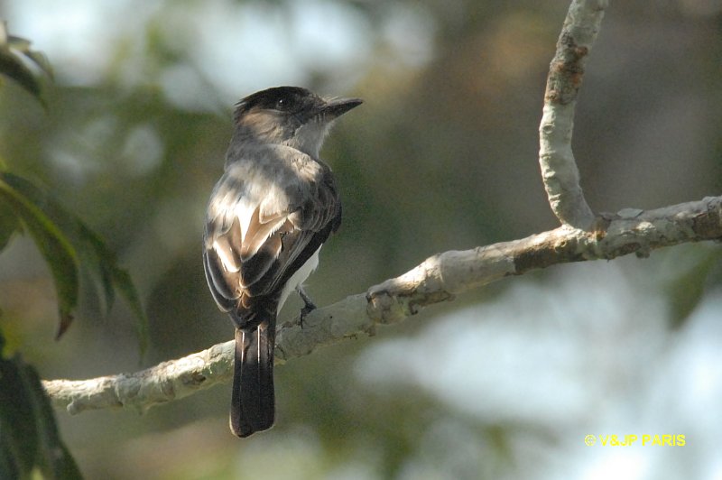 Sirystes sibilator