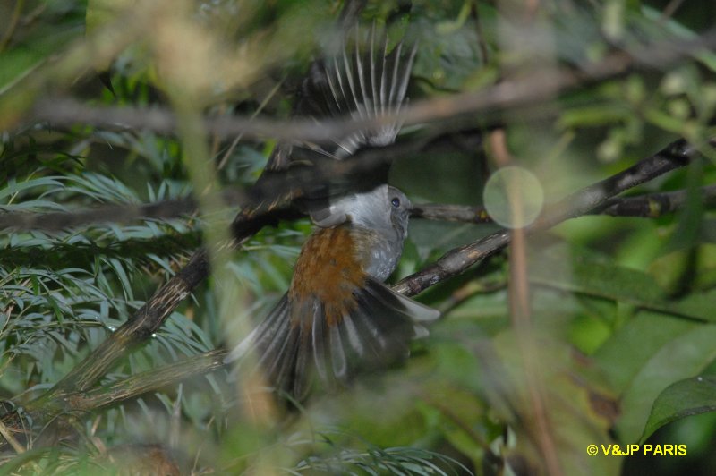 Conopophaga ardesiaca