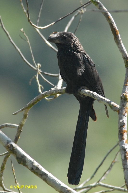 Crotophaga ani