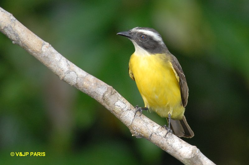Myiozetetes similis