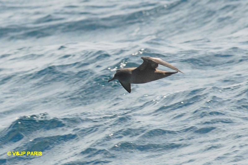 Puffinus griseus