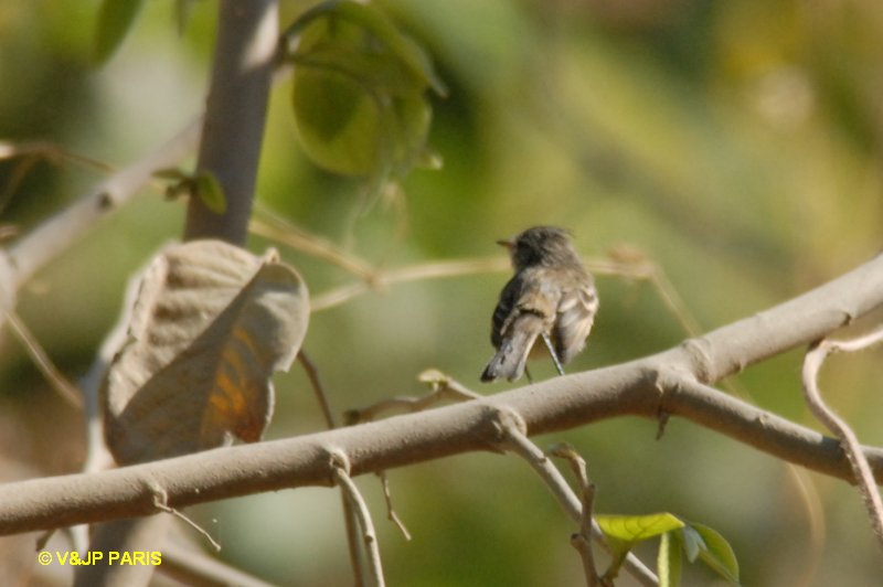 Camptostoma obsoletum