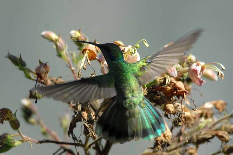 Colibri coruscans