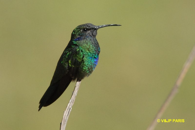 Colibri coruscans