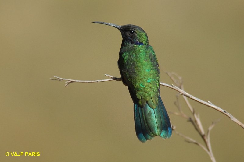 Colibri coruscans