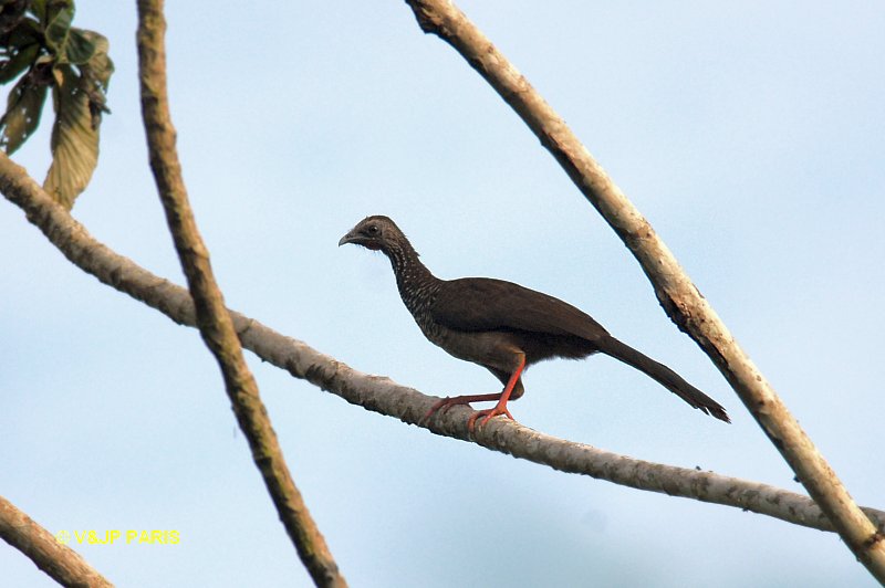 Ortalis guttata