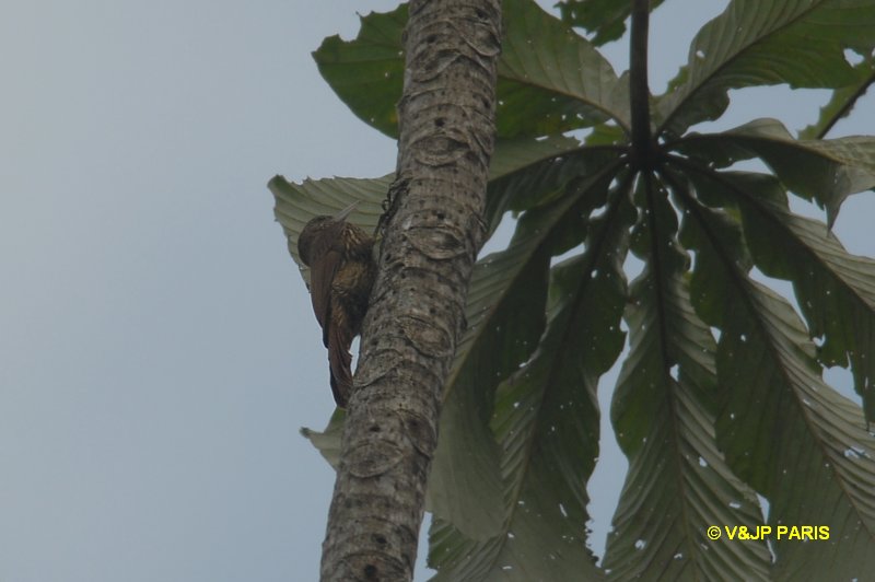 Dendroplex picus