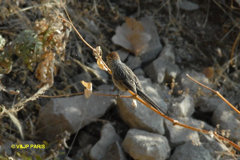 Leptasthenura striata