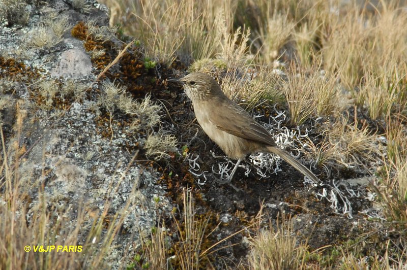 Asthenes humilis