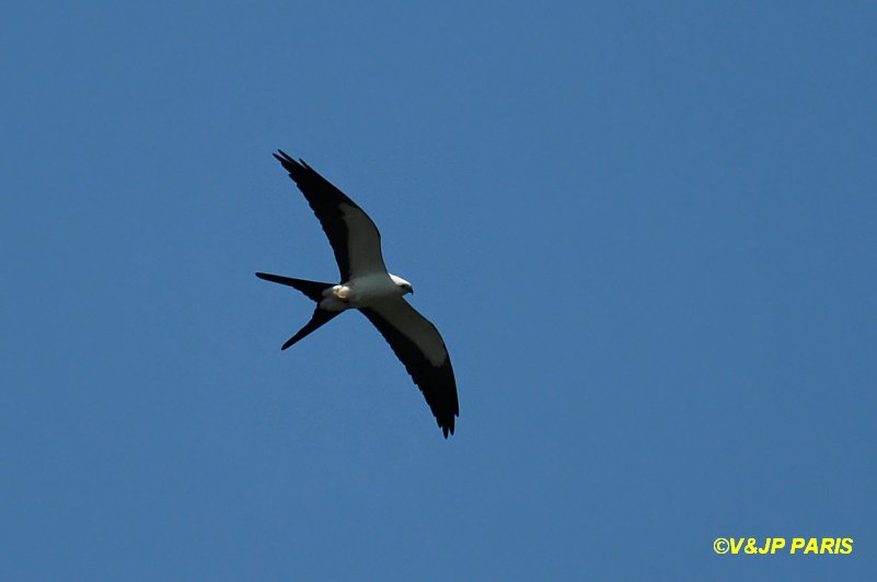 Elanoides forficatus