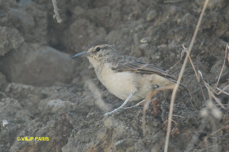 Geositta crassirostris