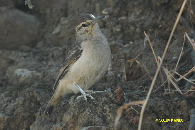 Geositta crassirostris