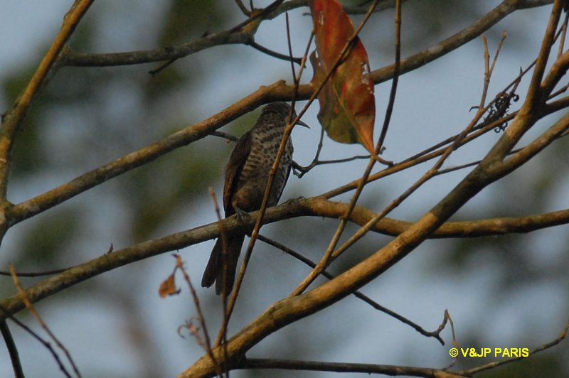 Campylorhynchus turdinus