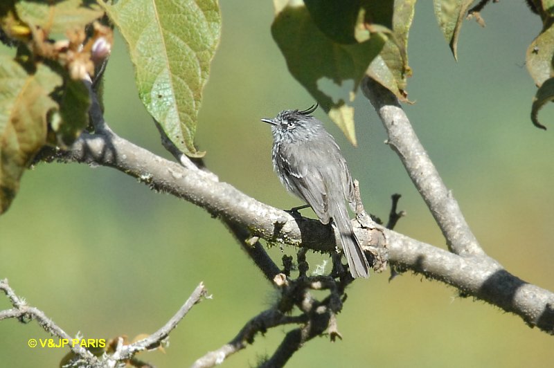 Anairetes parulus