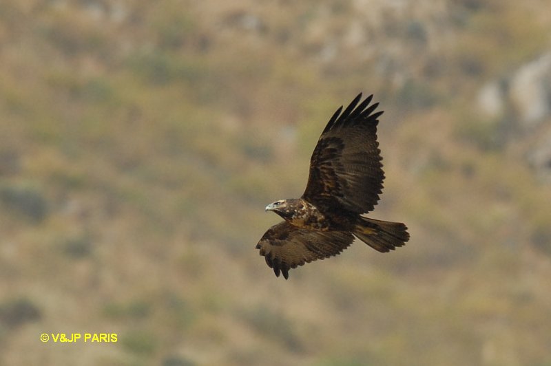 Geranoaetus polyosoma