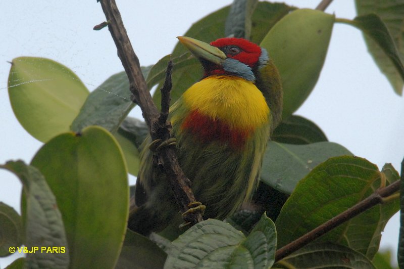 Eubucco versicolor